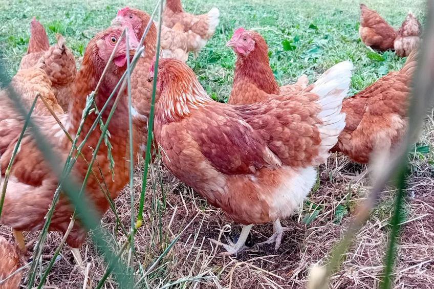 Waldacher Hof - foto 10