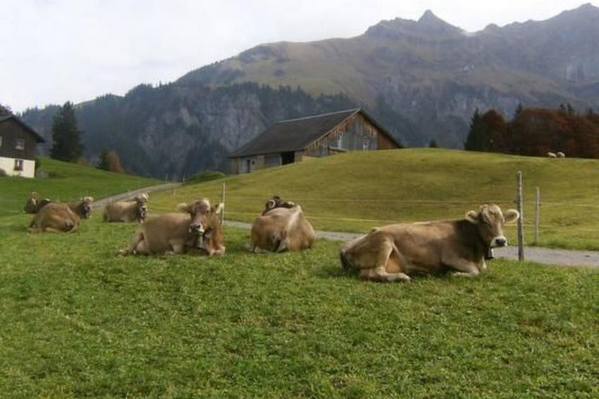 Ferien im grünen rechts - foto 15