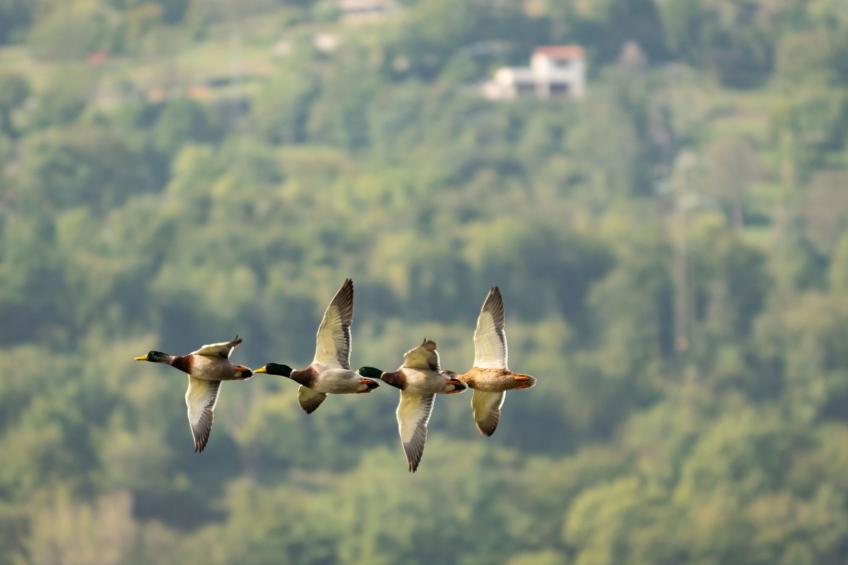 Dreistöckiges Apartment in einem historischen Gebäude - foto 41