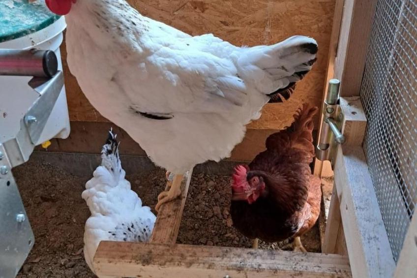 Ferien im Gugger - Wohnung Stockberg - foto 24