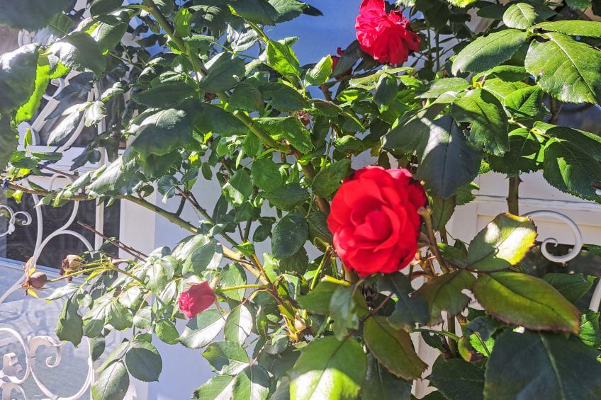 Villa Rose - foto 42