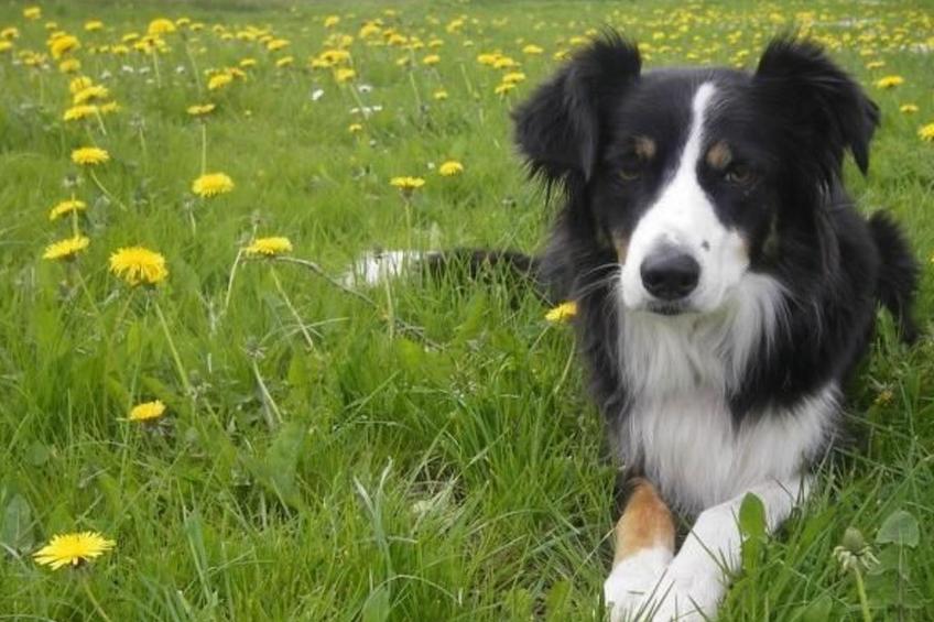 in Röhrnbach mit Grill und Terrasse - foto 21