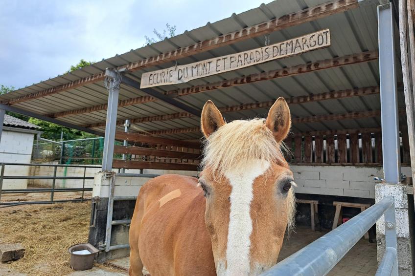 Boerderij, Morschwiller - Type C - foto 17
