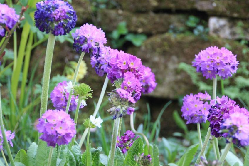 Wohlfühloase für Natur- und Gartenliebhaber - foto 27