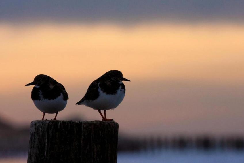 Résidence Wijngaerde - foto 39