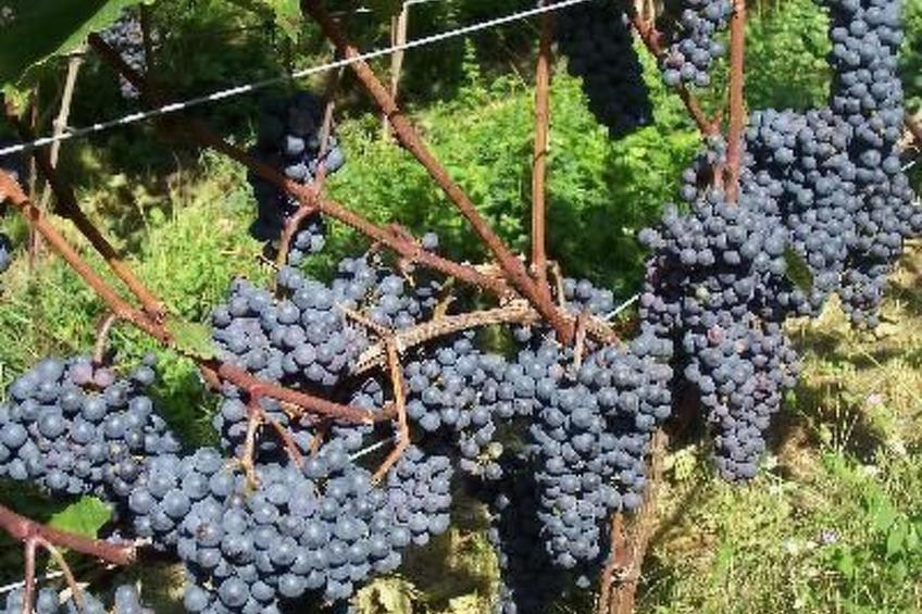 Kerschbamerhof Fewo Pink Lady mit Panoramablick - foto 12