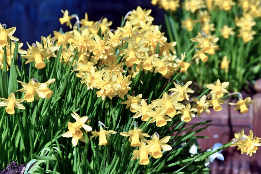 Stable Cottage - foto 21