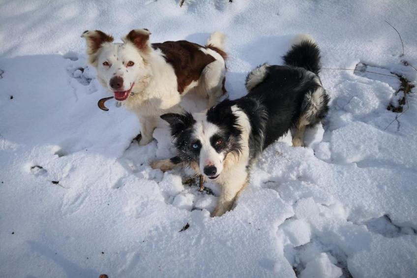 Haus Finger - foto 23