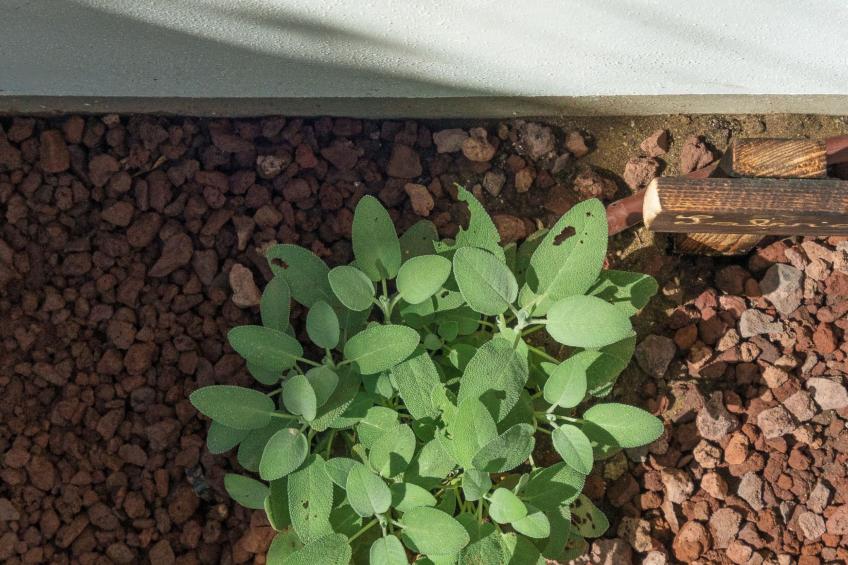 Wohnung in Marina Di Pisa mit Garten - foto 16