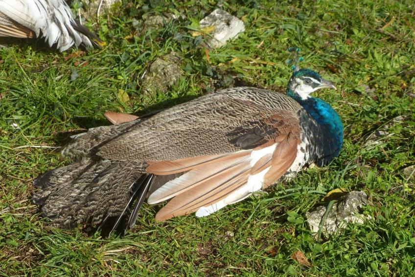 La Ferme des Paons - foto 30