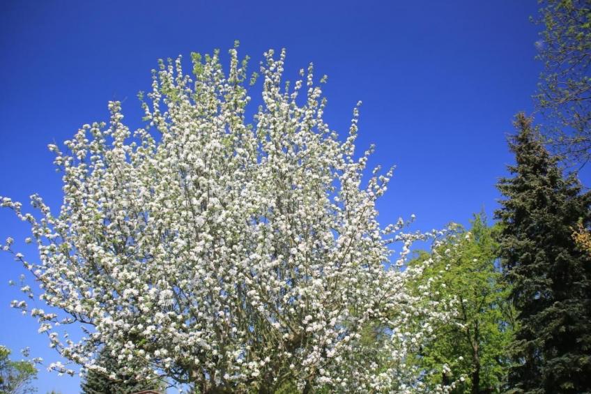 in Storkow mit Schönem Garten - foto 8