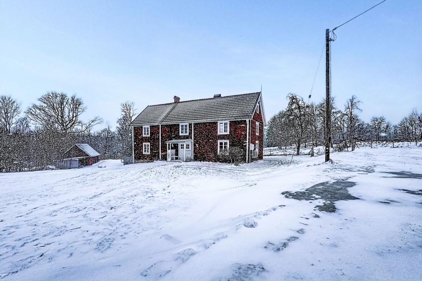 Piggsmåla - foto 19