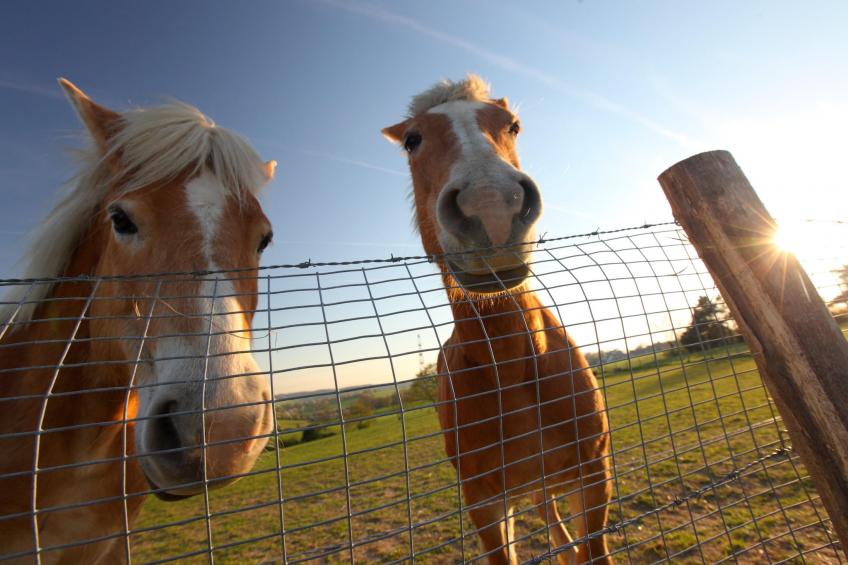 Bungalowpark Schin op Geul - foto 21