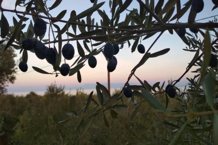 Olivia Sea Cottage - foto 29