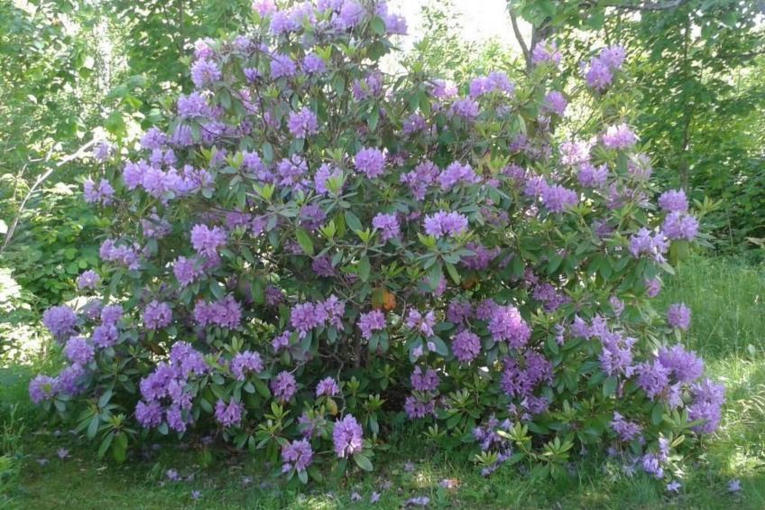 Gemütliches Haus in Arvika mit Garten und Grill - foto 2