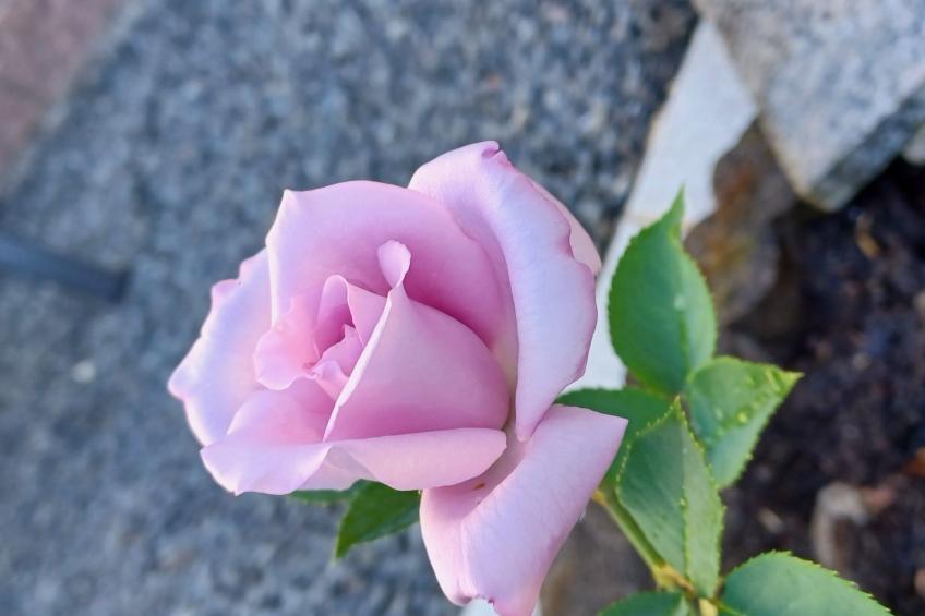 Monterosa in Baden-Baden - foto 10