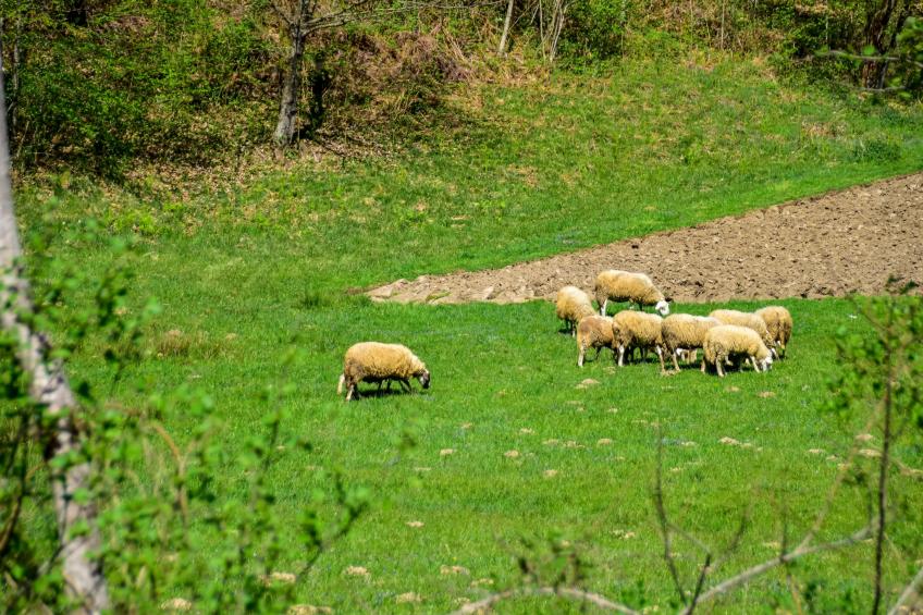 Makov Hrib - foto 25