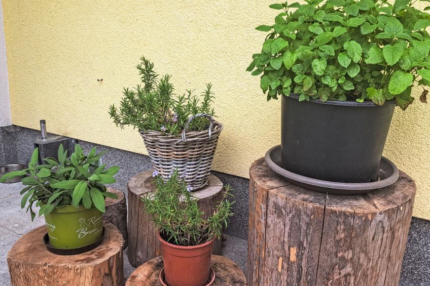 Gasthaus Waldfrieden (MON260) - foto 39