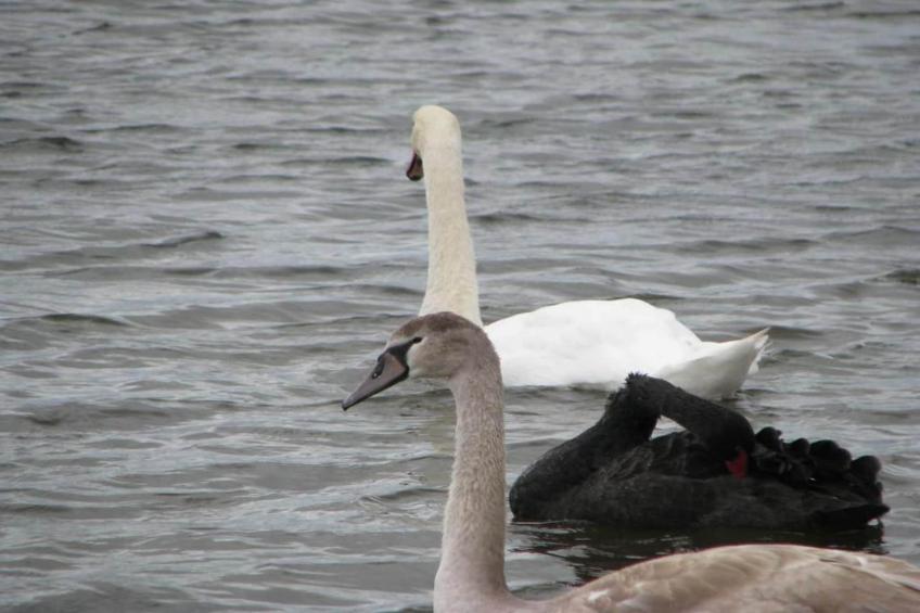 Résidence les Villas de la Baie - foto 38