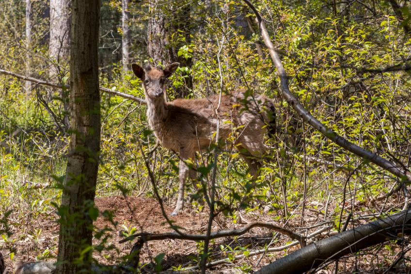 Duinhoeve Chalet Vogel - Huisdier niet toegestaan - foto 32