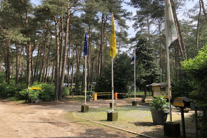 Sijs - foto 12