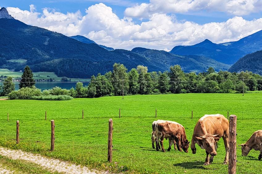 Wohnung 413 Bergblick - foto 35