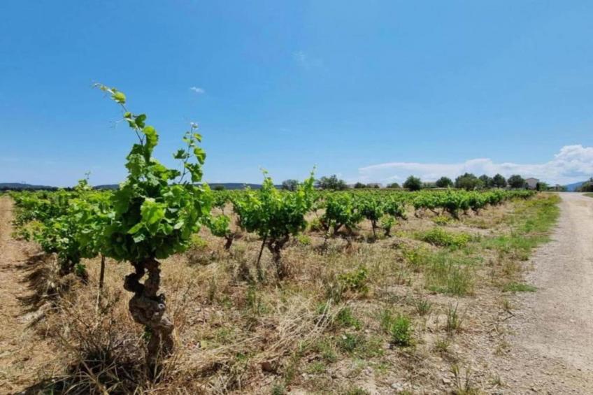 Villa Vignes et Bambous - foto 33