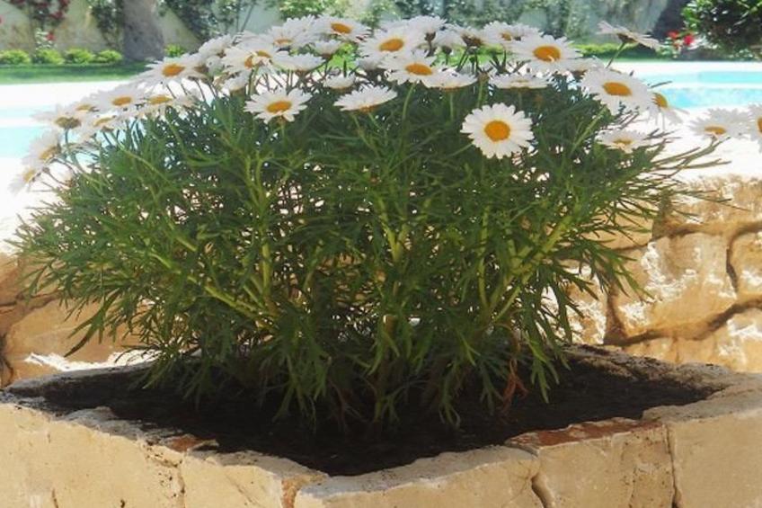 Appartement in Donnalucata mit Großem Garten - foto 2