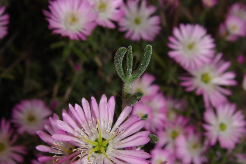 La Terrazza - foto 22