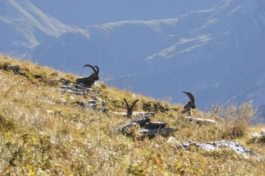 Chäserruggblick - foto 30