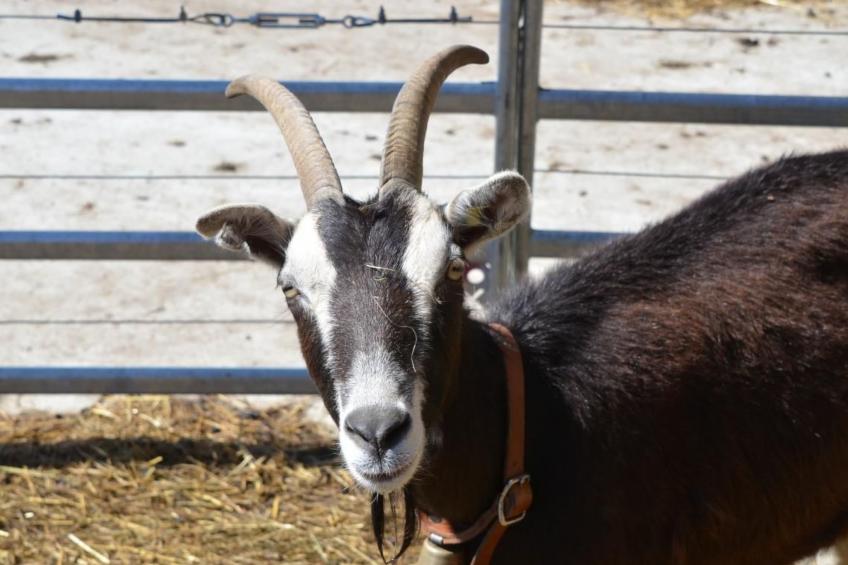 Biohof Furn - foto 18