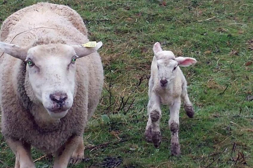 Domäne "Domaine de Ravel" - foto 36