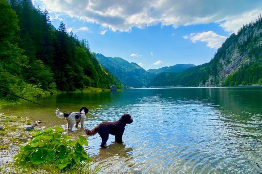 Chalet Promi-Alm in Flachau - foto 27