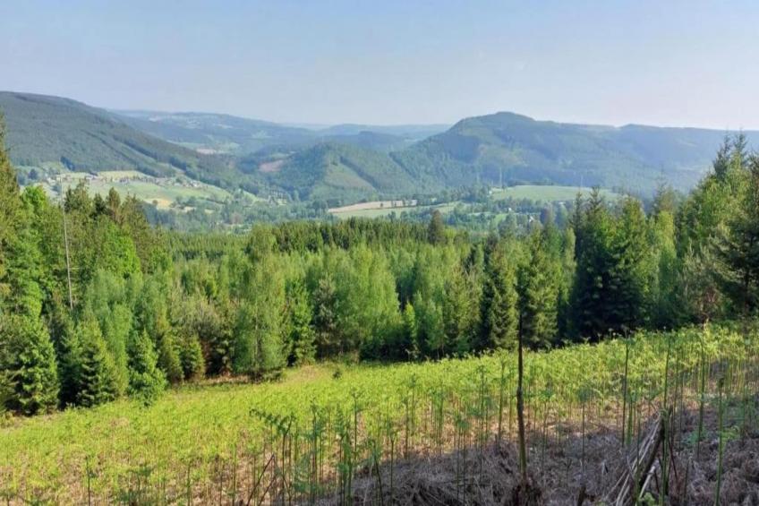 L'Orchidee - foto 29