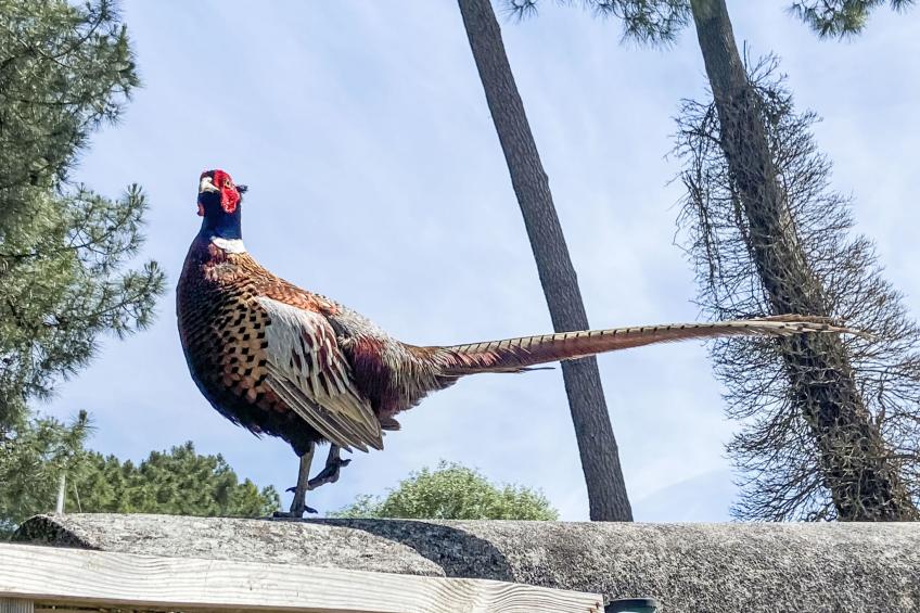 La Faisanderie - foto 17