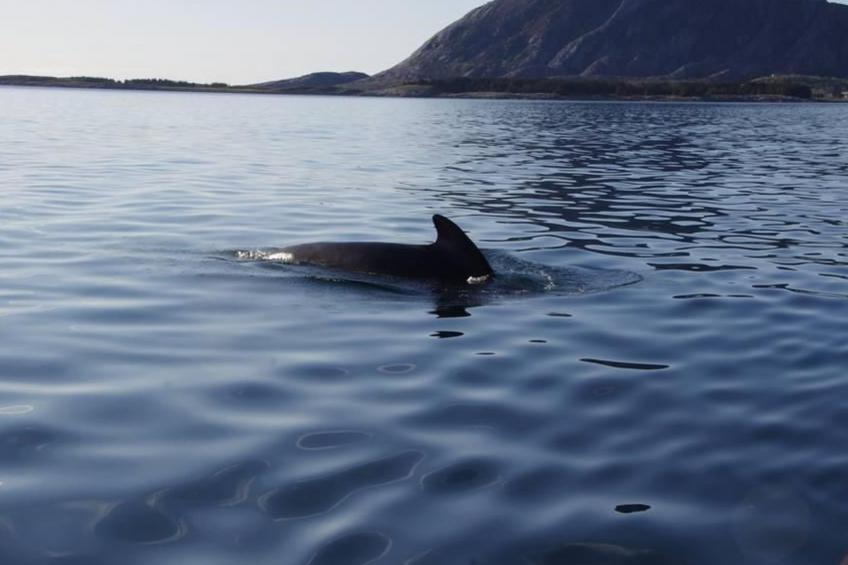 Nesset, Meløy Naturerlebnisse - foto 14