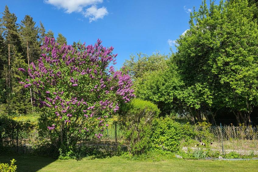 Schwarzwaldglück - foto 28