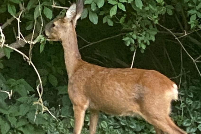 Landhaus Markus - foto 27