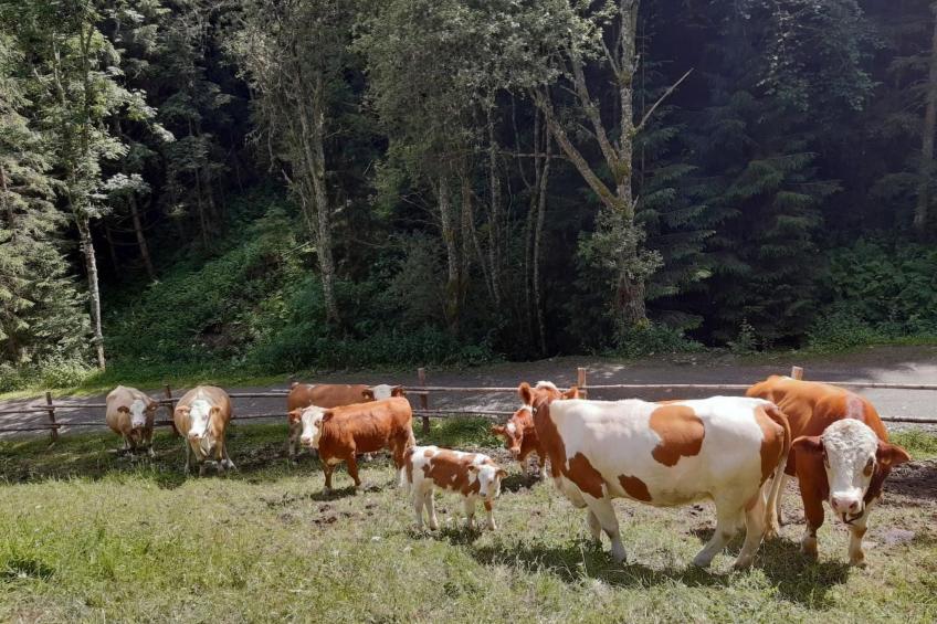 Teichhaus Simperle - foto 28