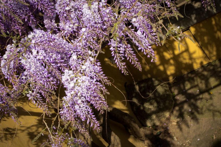 'Torrigiani - foto 39