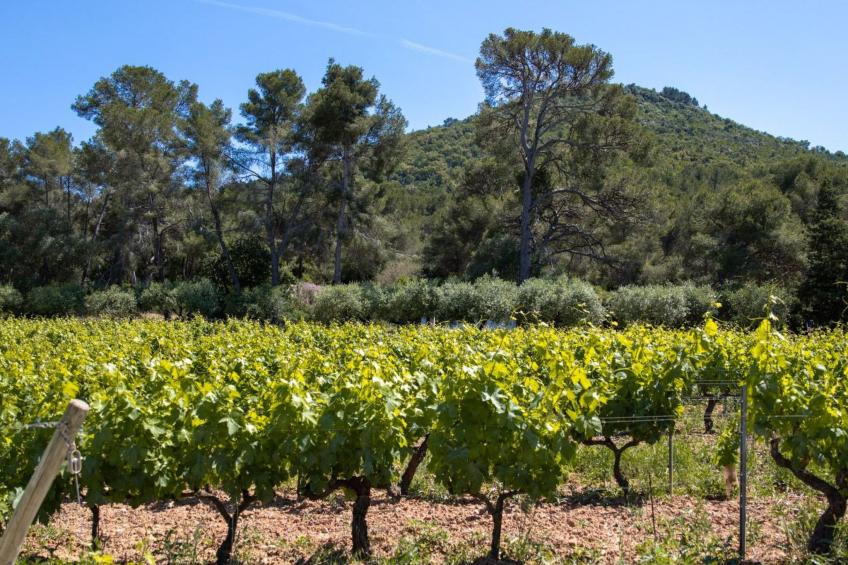 im Herzen eines Weinguts, schattige Terrasse mit Meerblick, Pool - foto 4