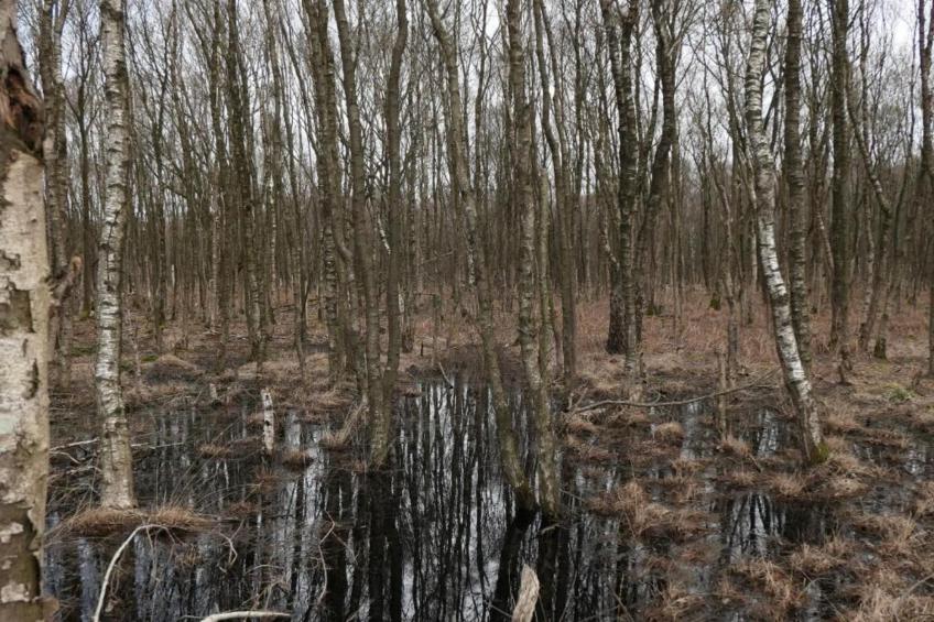 Recreatiepark Tolplas 17 - foto 30