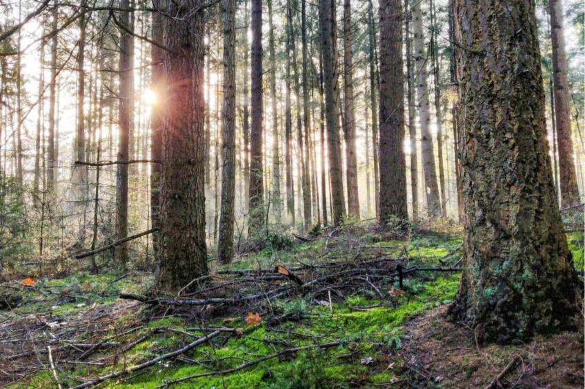 Vakantiepark de Noordster 3 - foto 18