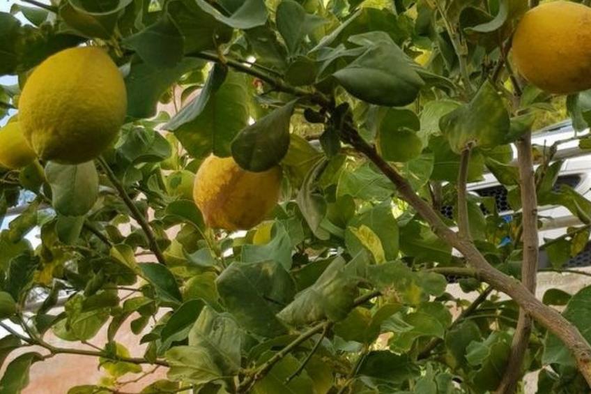 Casa Niu Crobu - foto 24