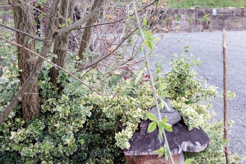 Wohnung in Bad Gottleuba - foto 30