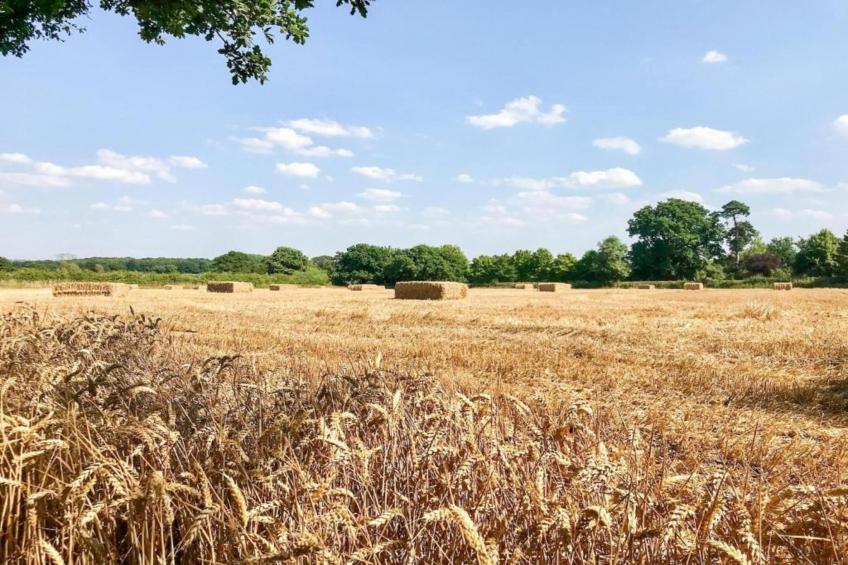 The Pig Barn - foto 29