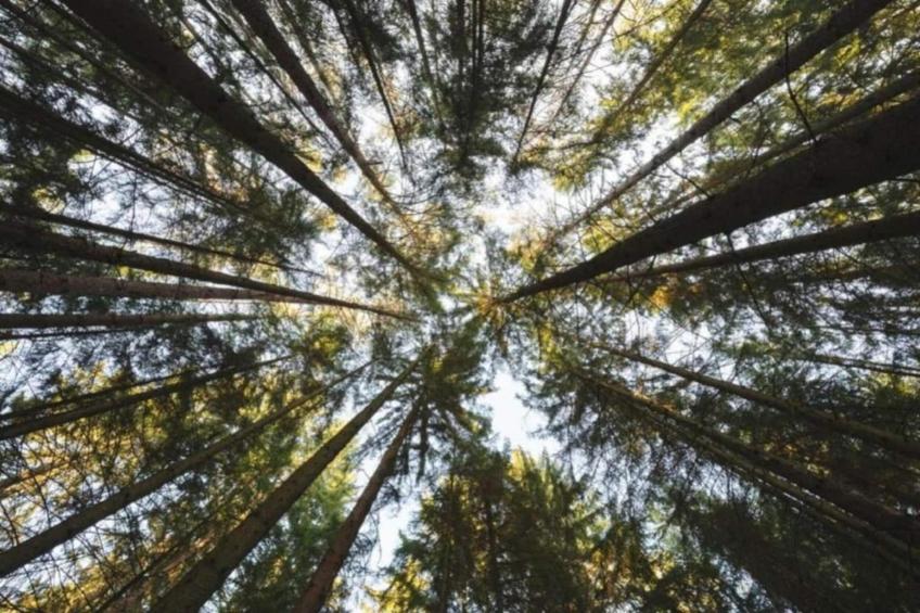 Feriendorf Natur pur - foto 23