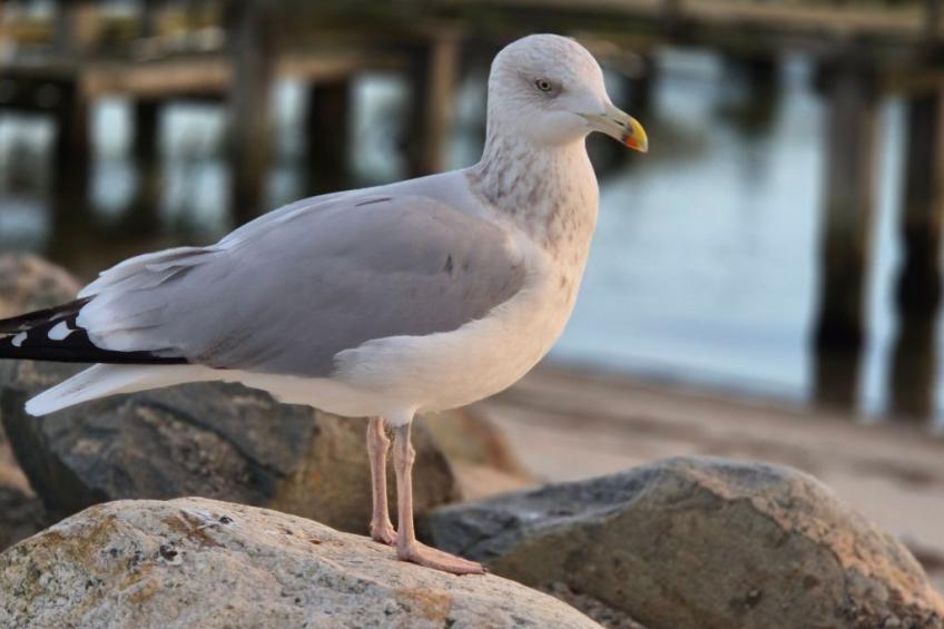 Wunderschöne Ferienwohnung mit Terrasse und Garten - foto 16