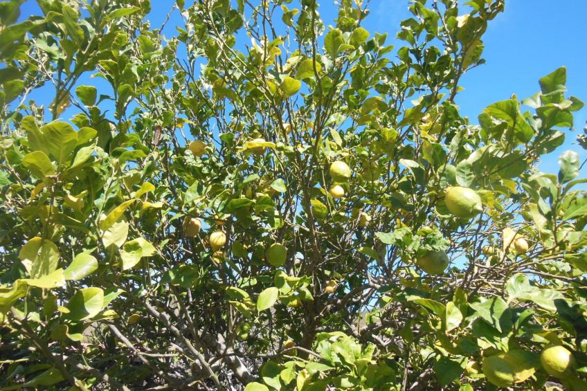 Traditionelles kanarisches Landhaus - foto 42
