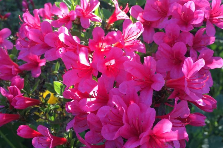 Löwenzahn - foto 24